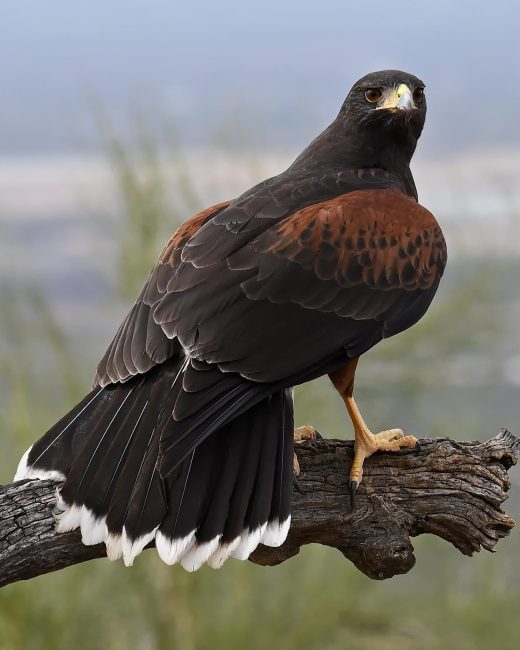 20 Hawks of North America and What’s on Their Menu