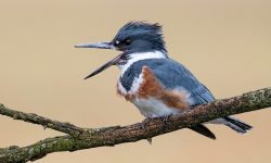 Hawaiian Kingfishers: Saving One, Watching the Other