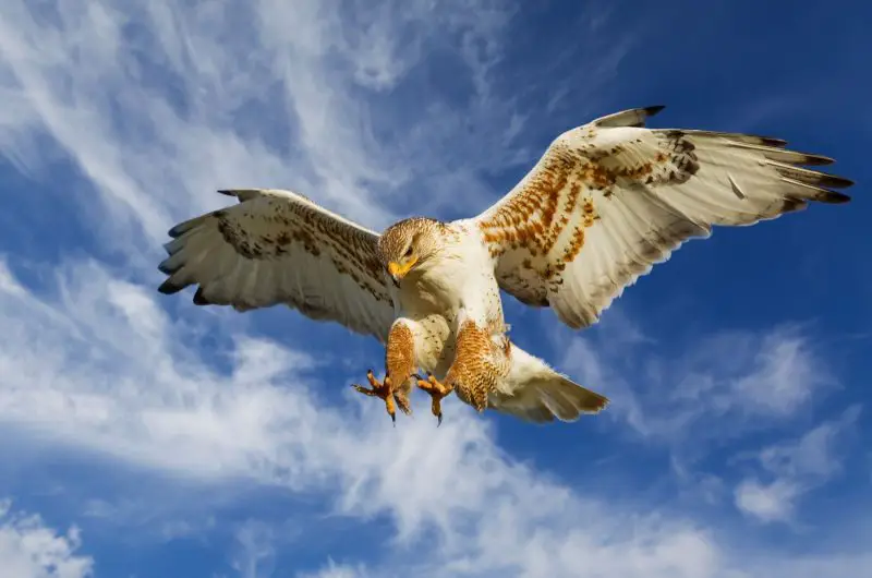 Hawks Have Super Vision