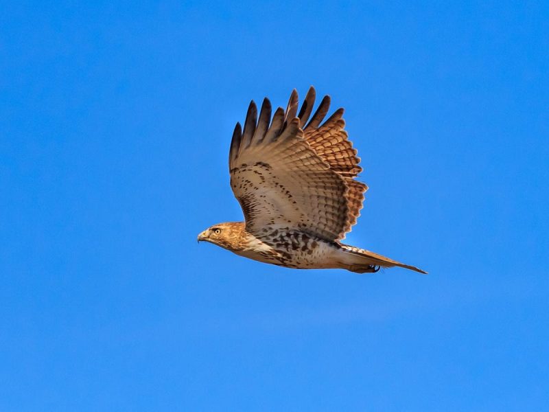 Hawks Don’t Always Fly South