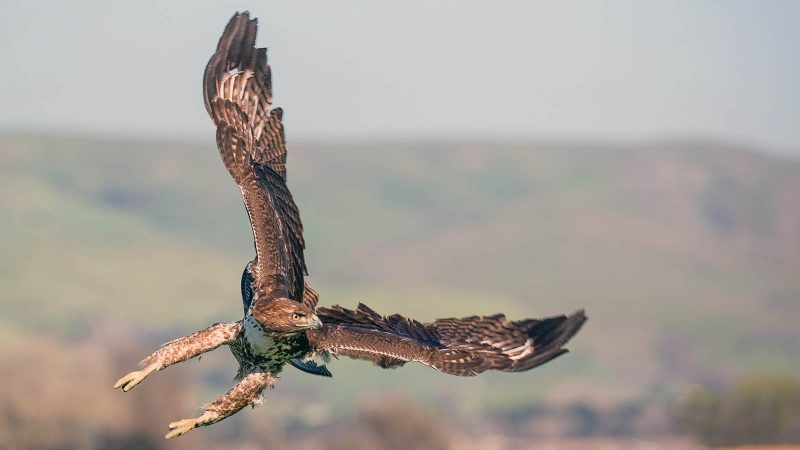 Hawks Have Super Vision