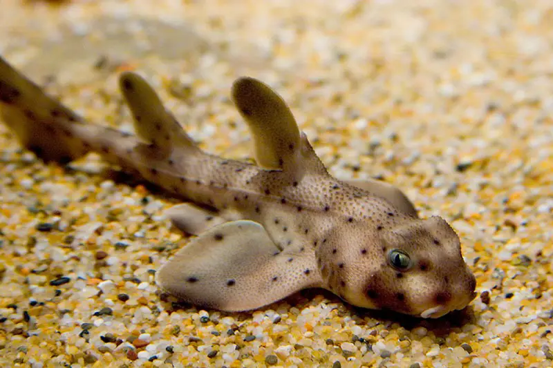 Are These the 10 Strangest Horned Fish in the World?