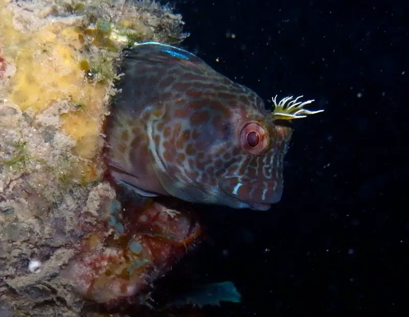 Are These the 10 Strangest Horned Fish in the World?