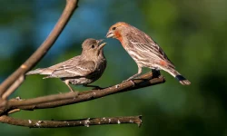House Finch Nests: Tiny Homes, Big Stories