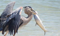 How Birds Catch Fish: Hunting Techniques of Aquatic Birds