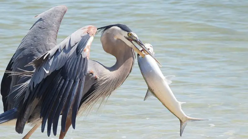 How Birds Catch Fish: Hunting Techniques of Aquatic Birds