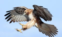 How Did Hawks Evolve? What 20 North American Species Reveal