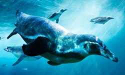 How Penguins Conquered the Sea
