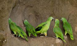 How to Care for a Green Amazon Parrot: A Complete Guide for Beginners