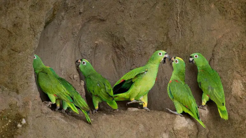How to Care for a Green Amazon Parrot