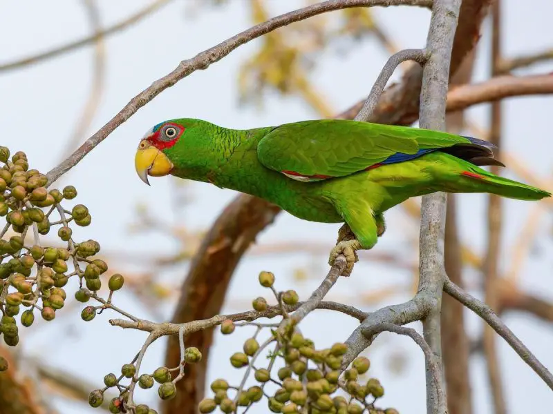 How to Care for a Green Amazon Parrot