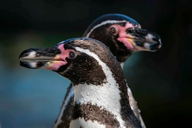 18 Species of Penguins in the World