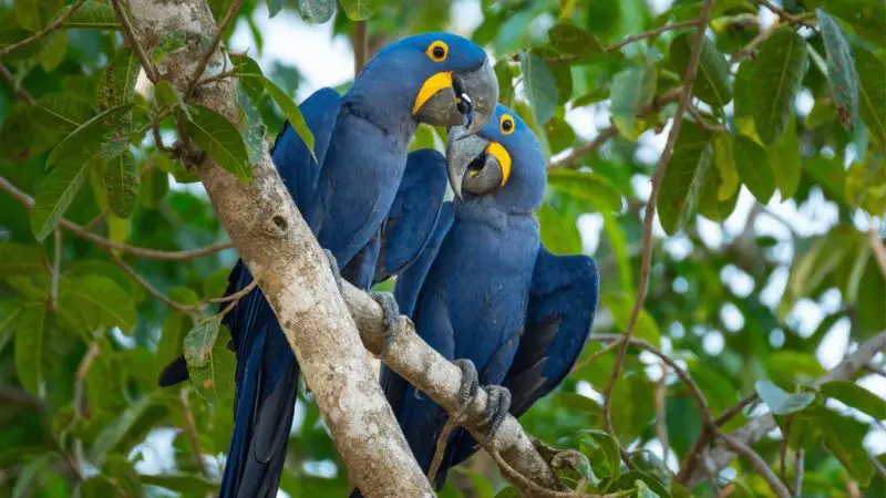 Top 5 Most Beautiful Purple Parrots in the World