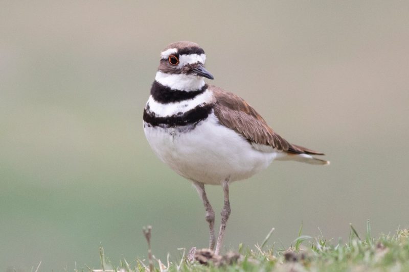 7 Types of Plovers in Michigan