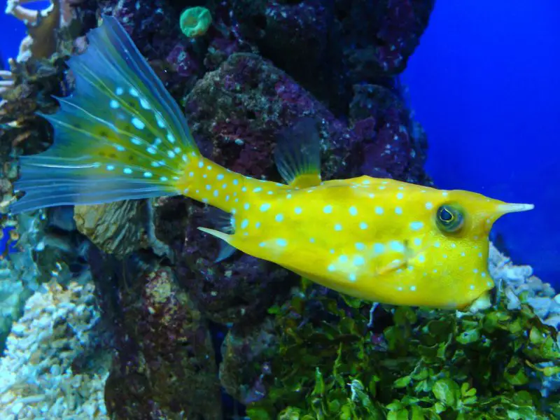 Are These the 10 Strangest Horned Fish in the World?