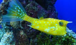 Are These the 10 Strangest Horned Fish in the World?