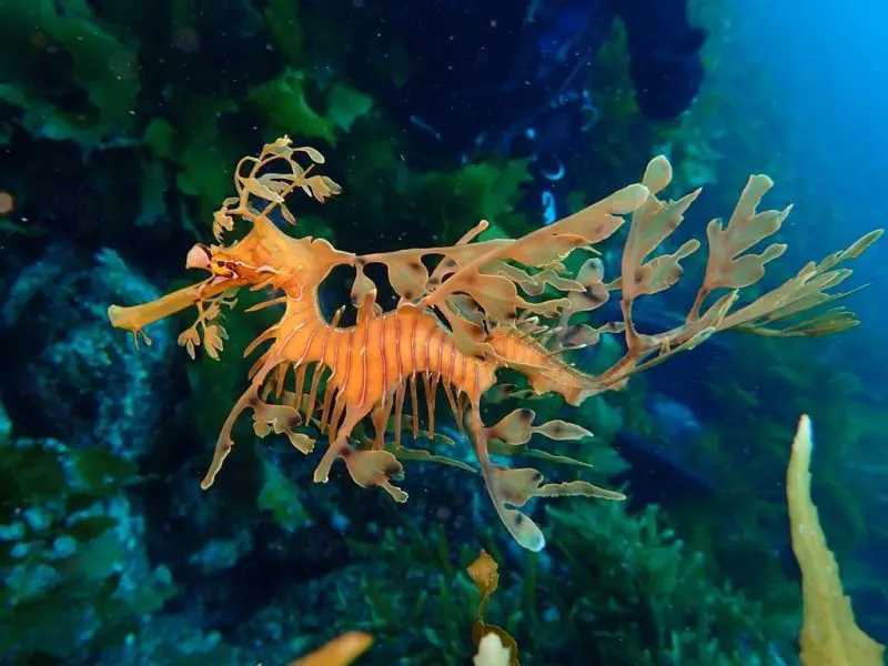 Are These the 10 Strangest Horned Fish in the World?