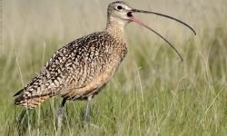 Long-billed Curlew: America’s Graceful, Long-Beaked Wanderer