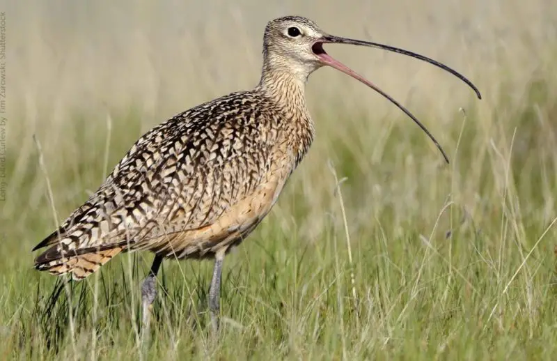 Long-billed Curlew: America’s Graceful, Long-Beaked Wanderer