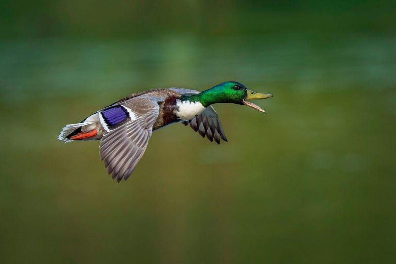 Ducks in Michigan