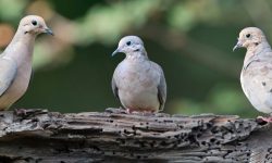 Meet California’s 13 Fascinating Pigeon Species
