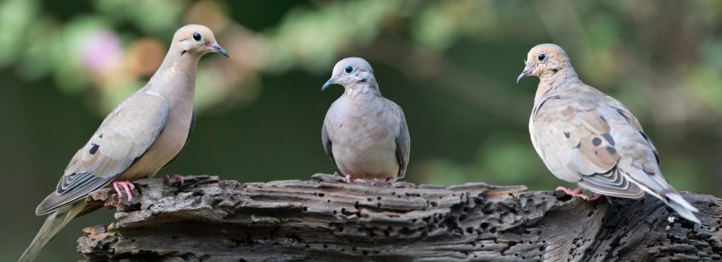 Meet California’s 13 Fascinating Pigeon Species