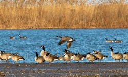 Migratory Ducks in Michigan: When and Where to See Seasonal Visitors