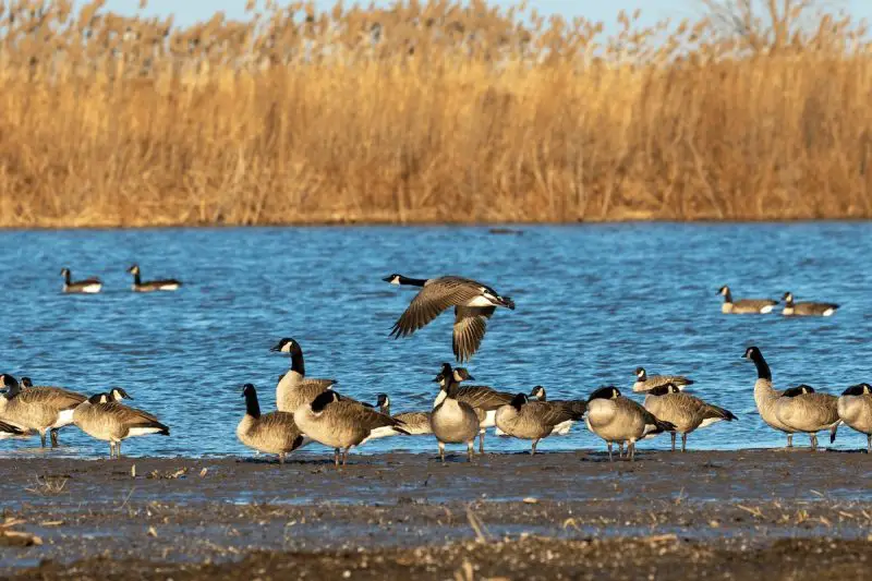 Ducks in Michigan