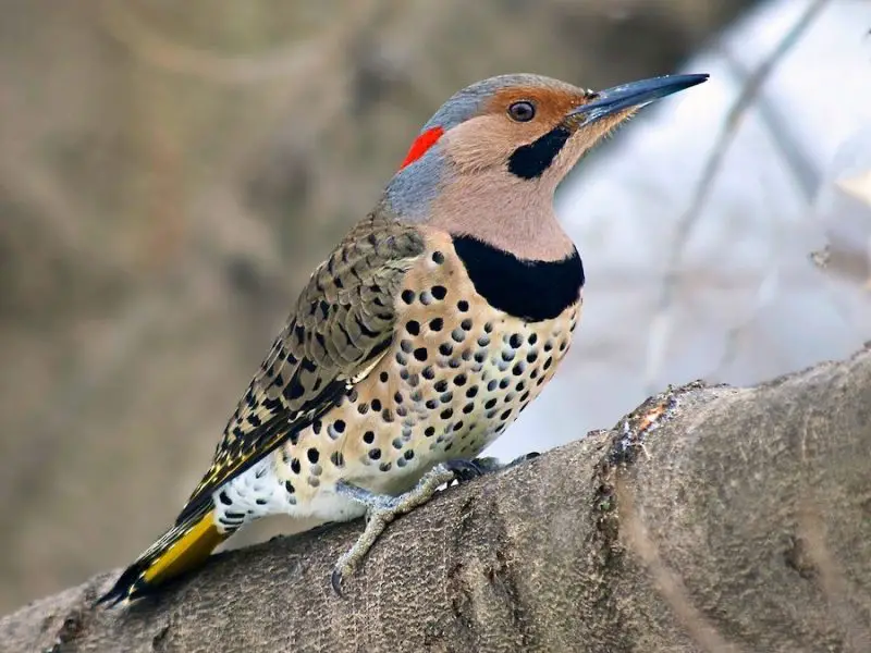 9 Woodpecker Species in Alabama
