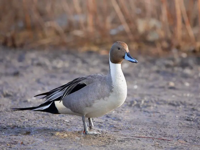 Ducks in Michigan