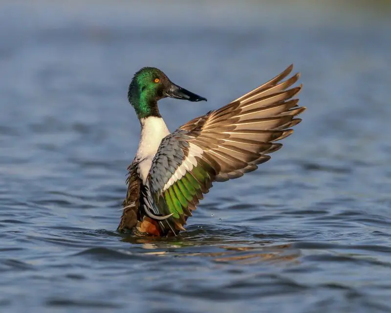 Ducks in Michigan