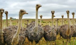 The 8 Different Types of Ostriches (with pictures)