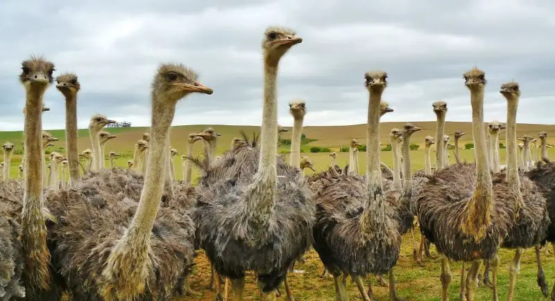 The 8 Different Types of Ostriches