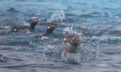 Penguins vs. Predators: Swimming Tactics That Save Their Lives