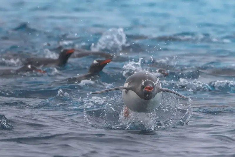 Penguins vs. Predators- Swimming Tactics That Save Their Lives