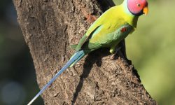 How to Care for Purple Parrots: Diet, Habitat, and Personality