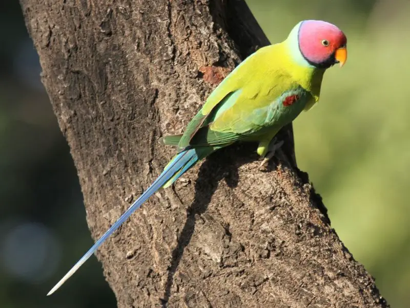 How to Care for Purple Parrots: Diet, Habitat, and Personality