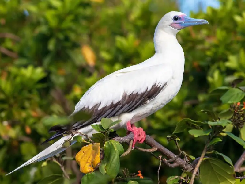 Top 10 Accidental Birds Ever Spotted in Alabama