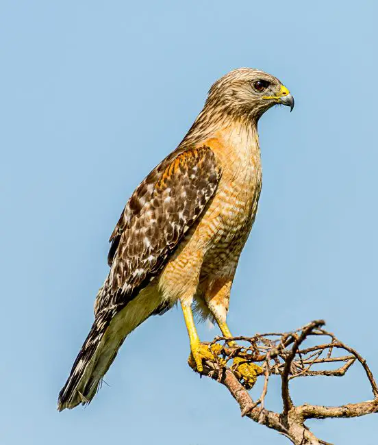 20 Hawks of North America and What’s on Their Menu