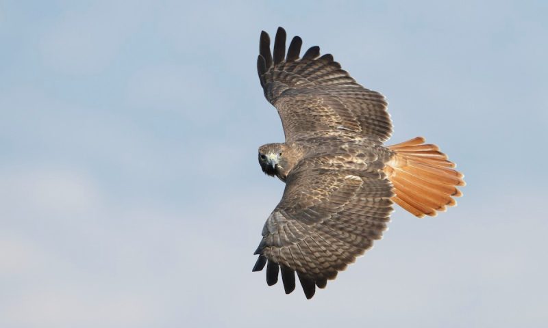 20 Hawks of North America and What’s on Their Menu