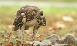 Hawks in Utah: 9 Stunning Species You Can Spot Across the State