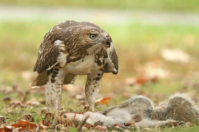 hawks in utah