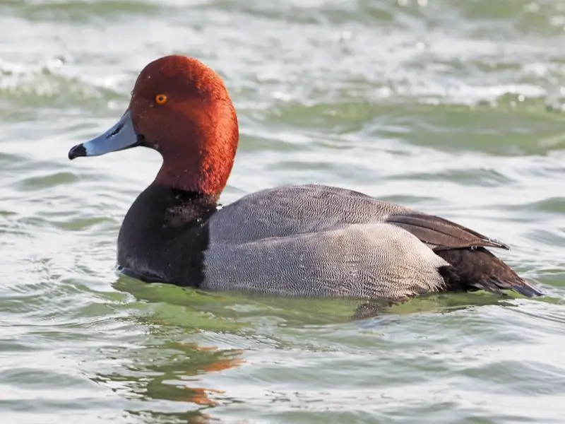 Ducks in Michigan