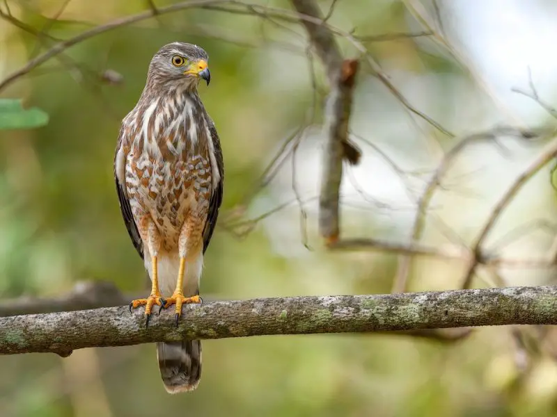 20 Hawks of North America and What’s on Their Menu