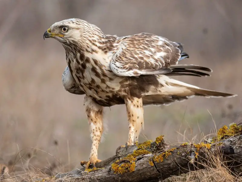 20 Hawks of North America and What’s on Their Menu