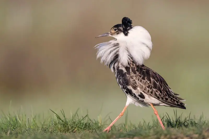 Top 10 Accidental Birds Ever Spotted in Alabama