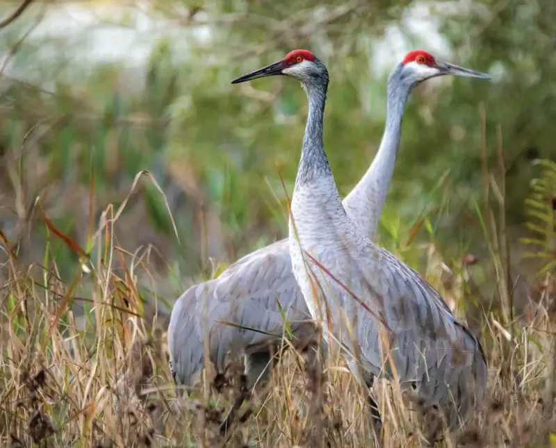 25 Remarkable Migratory Birds You Need to See