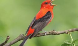 10 Facts About Scarlet Tanagers (with Photos)
