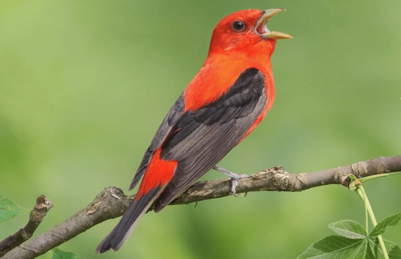 Scarlet Tanagers