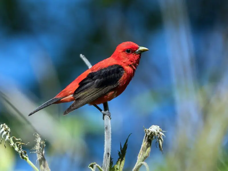 Scarlet Tanagers